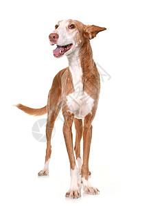 演播室的波登科比森科工作室猎狗白色棕色宠物动物猎犬女性背景图片