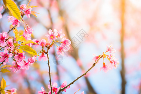 泰国清迈的樱花花花朵开花天空植物季节樱花公园土井花瓣痤疮花园红斑背景图片