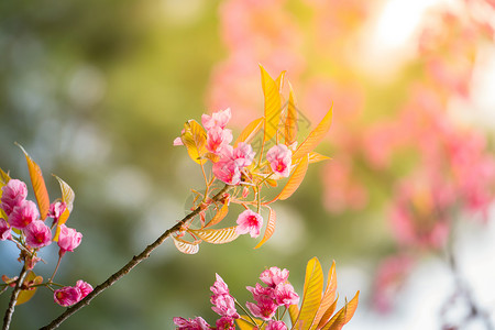 传奇场景素材泰国清迈的樱花花花朵开花樱花公园红斑花瓣场景痤疮蓝色蜡质寺庙传奇背景