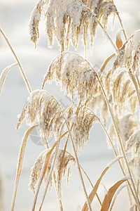 雪绒草被雪覆盖的茎芦苇阳光季节棕色天气白色植物群场地背景