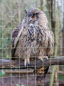 欧亚雕鸮鹰猫头鹰自然高清图片