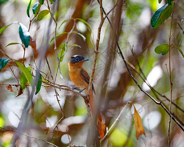新会小鸟天堂美丽的马达加斯加鸟类天堂捕猎者荒野回旋曲国家动物公园动物群观鸟环境橙子蓝色背景
