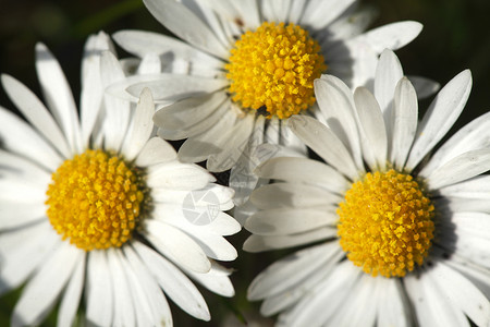 草地上的黛西花朵雏菊背景图片