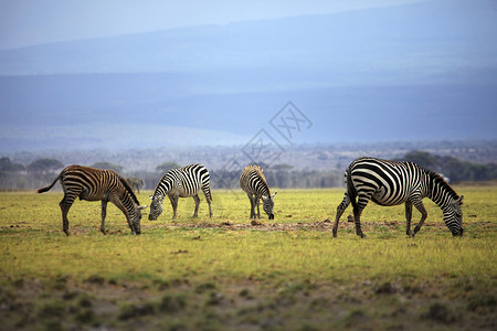 斑马发箍非洲安博塞利 非洲 日落时在热带草原上放牧的斑马背景
