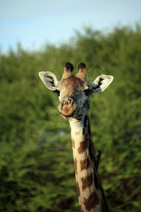阿吉拉肯尼亚自由吉拉费环境假期国家荒野哺乳动物公园旅行动物天空野生动物背景