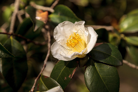 卡美利亚雅波尼卡白花粳稻植物文化白色植物群植物学杂交种花园茶花生长背景图片