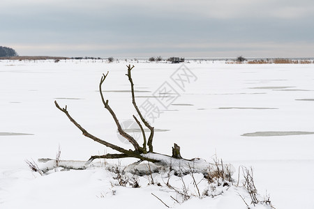 下雪地上的枯树高清图片