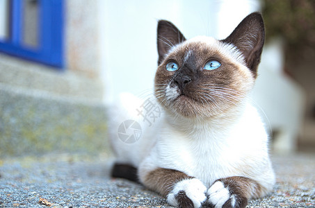 小猫咪蓝色宠物白色背景图片
