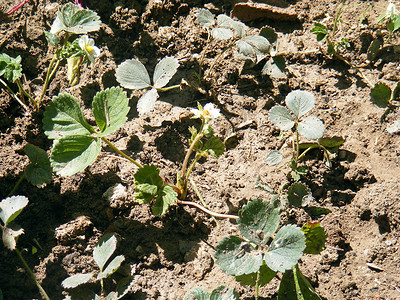 有机草莓植物和天然草莓植物图背景图片