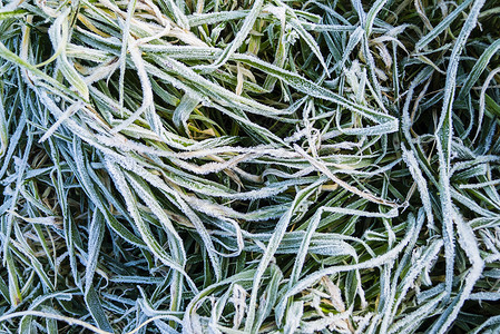 清晨在草地上冻霜植物天气宏观寒意冻结花园场地季节叶子水晶背景