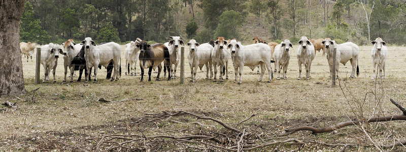牛群乡村全景农业栅栏动物居住景观场景哺乳动物牛肉高清图片