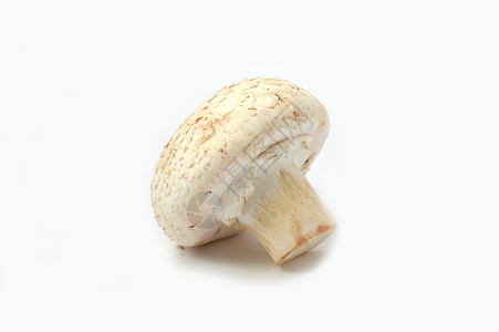 培养蘑菇的新的和高质量的新形象图片食物生产背景图片