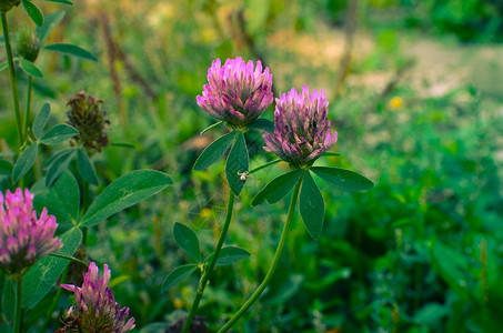 紫色三叶草三氟丙烯 近距离拍到的镜头植物生长植物群草地植被场地季节三叶草野花牧场背景