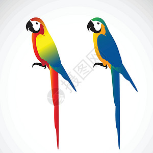阿拉巴特白底鹦鹉(Macaws)的矢量 野生动物插画