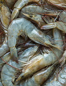 新鲜市场中的虾贝类托盘团体海鲜尾巴背景图片
