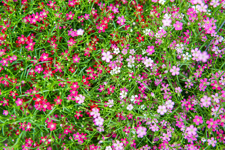 森索吉小粉粉色吉卜索花植物群花园石膏假期季节后院满天星花束收成森林背景