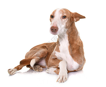 演播室的波登科比森科白色猎狗宠物棕色猎犬工作室动物女性背景图片