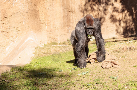 西部低地大猩猩野生动物荒野动物食草猿猴高清图片
