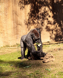 西部低地大猩猩动物猿猴食草野生动物荒野高清图片
