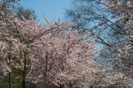 春天的粉红树花植物花丝果树植物群叶子花蕾园林苹果树季节雌蕊背景图片