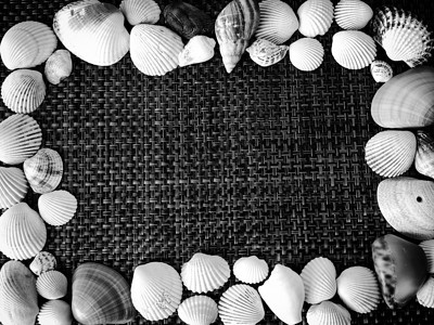贝壳边框带贝壳的边框在黑暗纹理上被隔绝 暑假概念背景