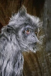 银叶猴灵长类芋头路通动物群猴子食叶哺乳动物动物银色高清图片