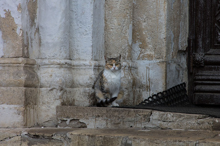 房东的猫教会猫背景