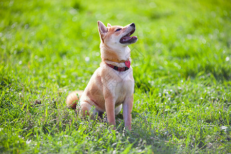 公园里坐着一个年轻的青春月褐色动物嘴巴纯种狗主题宠物脊椎动物犬类警觉听力背景图片