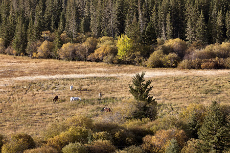 加拿大秋色环状山公园环境树木荒野天空黄色马匹旅游阳光风景背景图片