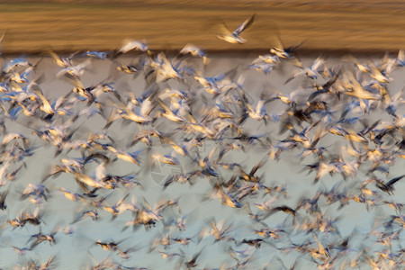 雪地鹅群人群航班天空团体飞行场地农场野生动物背景图片