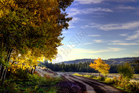 加拿大秋色环状山黄色阳光公园风景荒野树木旅游环境天空背景图片