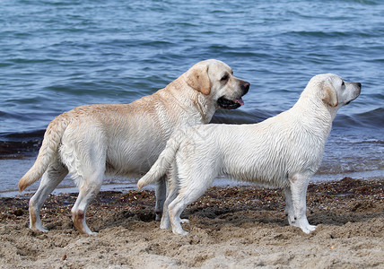 两只狗海边的两只可爱的拉布拉多背景