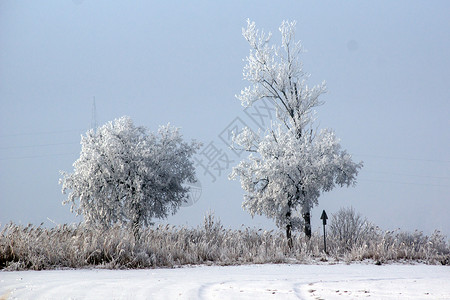 皓雪凝脂霜沿途的霜树场地乡村公园白色天气风景蓝色阳光季节天空背景