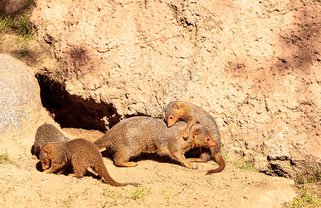 普罗卡维亚山羊荒野野生动物蹄兔婴儿宝宝哺乳动物动物高清图片