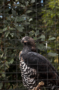 史提法诺亚特斯翅膀羽毛荒野鸟类背景图片