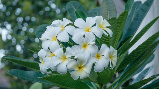 白色和黄色freangipani植物绿色热带鸡蛋花花束绿色植物叶子花瓣植物群背景图片