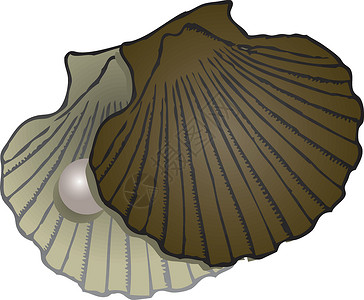 珍珠蚌壳美好的蚌壳高清图片