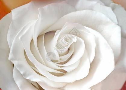 中间花朵白玫瑰缝合花瓣季节玫瑰礼物植物白色粉色树叶花序主题背景图片