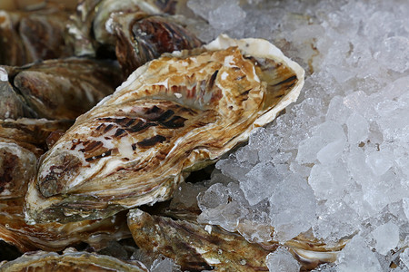 冰上新鲜的生生生牡蛎餐厅食物美食美味奢华市场海鲜治疗背景图片