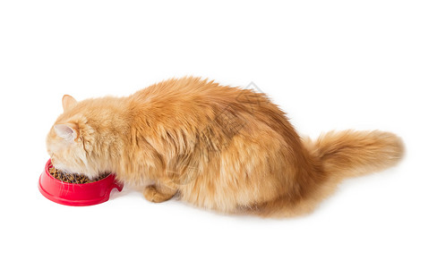 吃姜红猫 吃红碗里的干猫食护理营养食物营养素宠物干粮颗粒状动物塑料形式背景