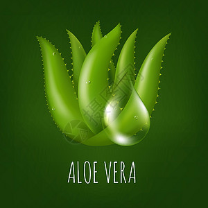 芦荟水滴Aloe Vera工厂愈合生长植物芦荟治愈叶子护理沙漠药品草本植物插画