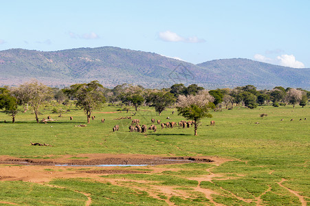 大象牧群离开一个水点背景图片