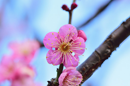 粉红色日本花花的宏观纹理 底底模糊高清图片