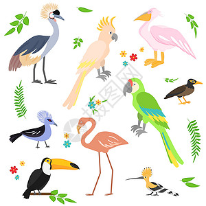 戴胜多彩的图标鸟类 热带鸟类收集插画