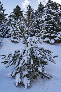 希腊南佩罗蓬涅斯 西里亚山壁树冬日被雪覆盖假期森林天空高山滑雪冰川云杉国家季节蓝色背景图片