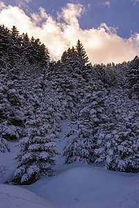 希腊南佩罗蓬涅斯 西里亚山壁树冬日被雪覆盖旅行天空滑雪天气森林蓝色旅游云杉风景冰川背景图片