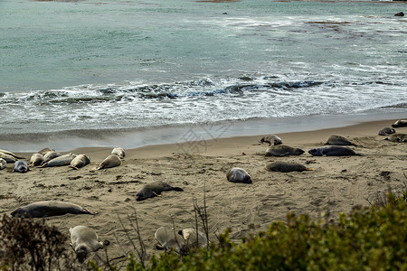 海豹皮皮德拉斯布兰卡斯大象海豹支撑碎片波浪海象海岸线天空海洋海岸岩石背景