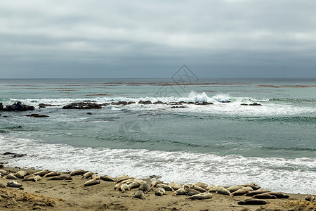 海豹皮皮德拉斯布兰卡斯大象海豹海岸海象海洋支撑碎片岩石波浪天空海岸线背景