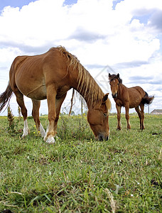 两匹马在夏季草地上背景图片
