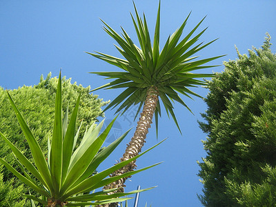 地中海棕榈树 - 地中海阳光下的棕榈和针叶树背景图片